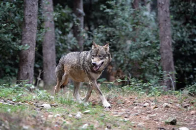 Bambina aggredita da un lupo ad Arrone. Vertice in Prefettura, organizzata una task force per la cattura