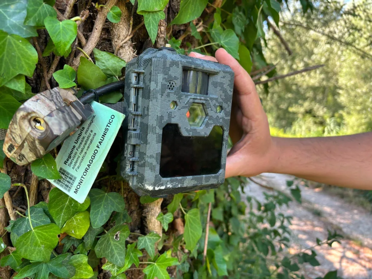 Lupo ad Arrone, scatta il piano di sicurezza dopo l’aggressione alla bambina: installate fototrappole per catturarlo